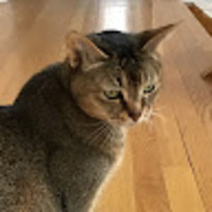 Meet your Posher, Amelia